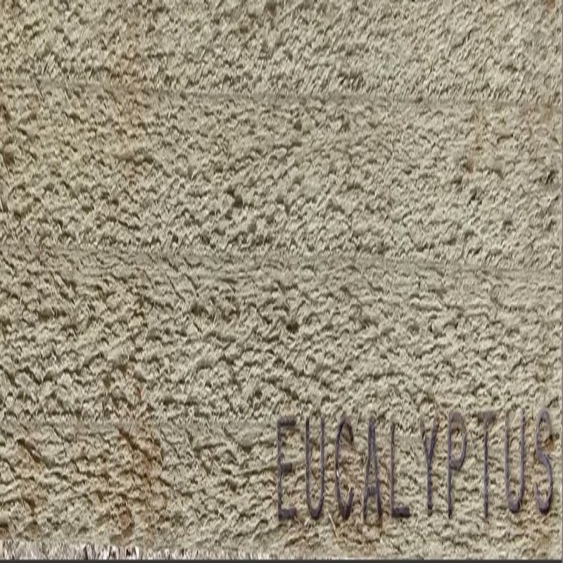 Eucalyptus Semi-Solid